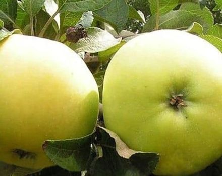 Опис и карактеристике сорте јабука Кастел, жетва и складиштење усева, сорти