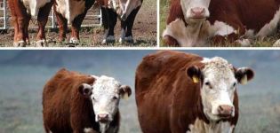 Услови и услови за узгој и држање говеда