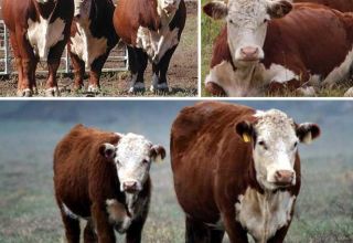 Beschrijving en kenmerken van Hereford-vee, onderhoud en fokkerij