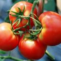 Geriausios Kirovo atrankos pomidorų veislės šiltnamiams ir atvirai žemei