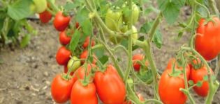 Beskrivning av variationen av tomat Roker och dess egenskaper