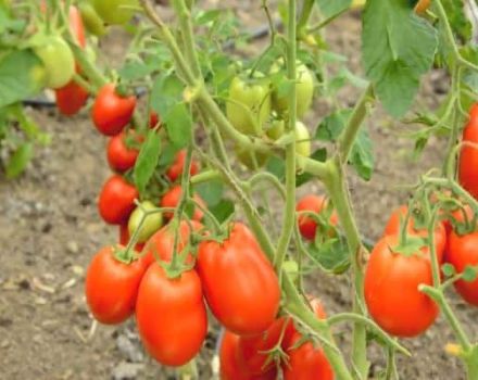 Pomidorų Roker veislės ir jos savybių aprašymas