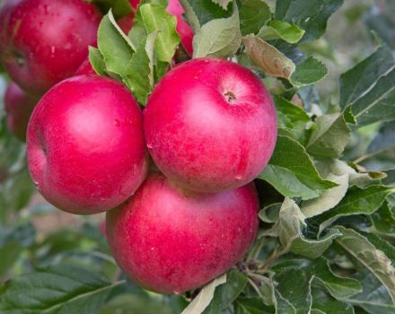 Beskrivning och egenskaper hos äppelträdet för jul, plantering och vårdregler