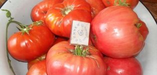 Pomidorų veislės rausvasis cukrus aprašymas, auginimo ir priežiūros ypatybės