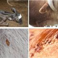 Symtom på löss hos nötkreatur och hur parasiterna ser ut, vad de ska göra för behandling