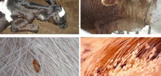 Symptomen van luizen bij runderen en hoe de parasieten eruit zien, wat te doen voor behandeling