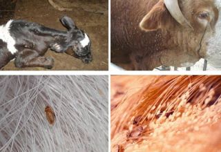 Symptomen van luizen bij runderen en hoe de parasieten eruit zien, wat te doen voor behandeling