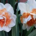 Opis a vlastnosti odrody Narcissus Delnasho, pravidlá výsadby a starostlivosť o rastliny