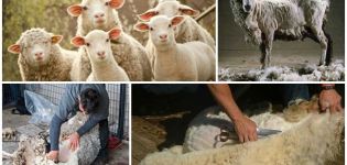 When and how to shear sheep, step by step instructions and what to use