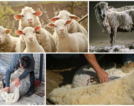 Quand et comment tondre les moutons, instructions étape par étape et quoi utiliser