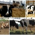 Prescrizione di antibiotici per mangimi per bovini, top 5 formulazioni e istruzioni