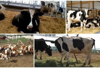 Podstata metódy voľnej kravy, výhody a nevýhody