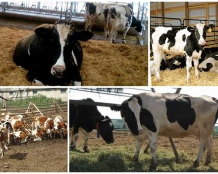 Прописивање антибиотским храном за говеда, топ 5 формулација и упутства