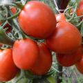Egenskaper och beskrivning av tomatsorten Artist f1, dess utbyte