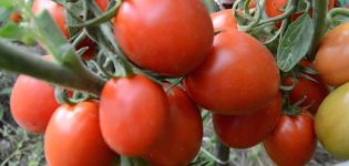 Pomidorų veislės Artist f1 savybės ir aprašymas, derlius