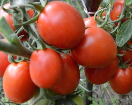 Caractéristiques et description de la variété de tomate Artist f1, son rendement