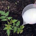 Čo a kedy je lepšie kŕmiť sadenice paradajok tak, aby boli bacuľaté