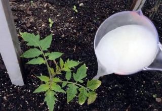 What and when is it better to feed tomato seedlings so that they are plump