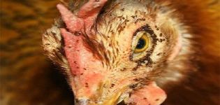 Årsager og symptomer på forekomsten af ​​kyllingelus, hvordan man fjerner og hvad man skal gøre for at forebygge