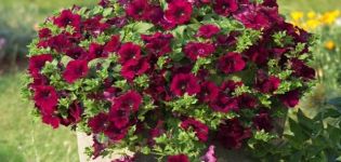 A kaszkádos petunia 11 változatának leírása, ültetés és gondozás a szabadban