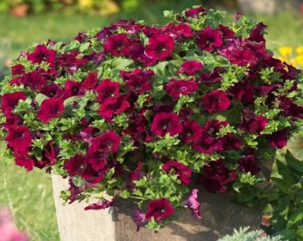 Description of 11 varieties of cascading petunia, planting and care in the open field