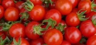 Kokios yra geriausi pomidorų veislės šiltnamyje iš polikarbonato