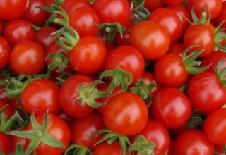 Hvad er de bedste sorter af tomater til et polycarbonat drivhus