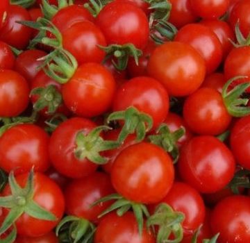 Các loại cà chua tốt nhất cho nhà kính polycarbonate là gì