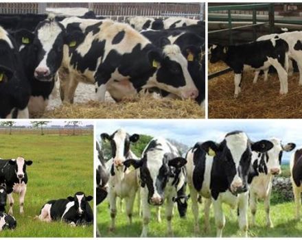 Definitie van vaarzen van koeien in de veehouderij en welke leeftijd het is, hoe te kiezen