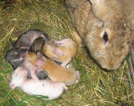 Sfumature di allevamento di conigli invernali e regole per l'allevamento all'aperto