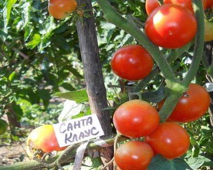 Beskrivning av tomatsorten Santa Claus som växer och tar hand om honom
