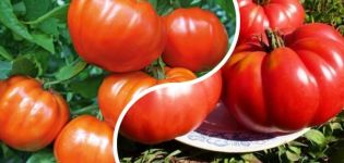 Popis odrůdy rajčat Orlets, vlastnosti pěstování a výnos