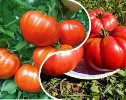 Beschrijving van de tomatenvariëteit Orlets, kenmerken van teelt en opbrengst
