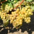 Beskrivning av hybrid druvsorter Pärlor Svart, rosa, vit och Saba