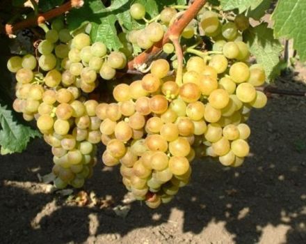 Opis hybridných odrôd viniča Pearls Black, Pink, White a Saba