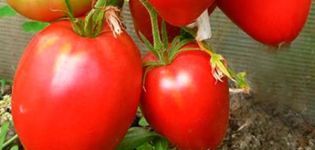 Pomidorų veislės Korolevich aprašymas, jo savybės ir auginimas
