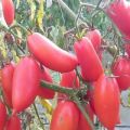 Description et caractéristiques de la variété de tomate Bougies écarlates