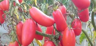 Beschrijving en kenmerken van de tomatenvariëteit Scarlet-kaarsen