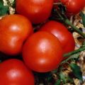The best varieties of tomatoes for a polycarbonate greenhouse in the Moscow region