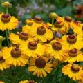 Description of 20 varieties and types of perennial helenium, planting and care in the open field
