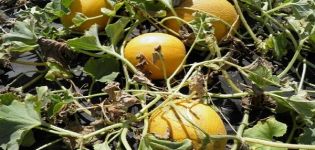 Opis odrody melónu Aikido, vlastnosti pestovania a starostlivosti