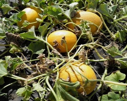 Popis odrůdy melounu Aikido, vlastnosti pěstování a péče