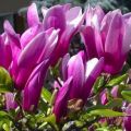 Opis a charakteristika odrody Susan magnolia, výsadba a starostlivosť