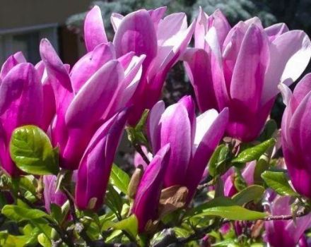 Beschrijving en kenmerken van de Susan magnolia-variëteit, aanplant en verzorging
