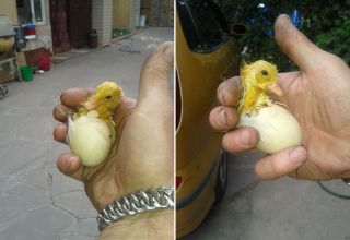 Да ли је потребно помоћи паткама да се излегу из јаја у инкубатору код куће?