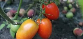 Beskrivning och egenskaper hos tomatsorten Empress