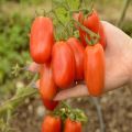Beskrivning och egenskaper hos tomatsorten San Marzano