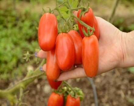 Opis a charakteristika odrody paradajok San Marzano