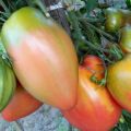 Pomidorų veislės Podsinskoe stebuklas (Liana) charakteristikos ir aprašymas, derlius