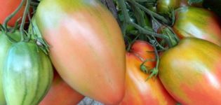 Podsinskoe-ihmeen (Liana) tomaattilajikkeen ominaisuudet ja kuvaus, sen sato